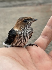 Cecropis abyssinica