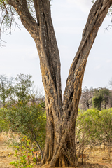 Lannea schweinfurthii