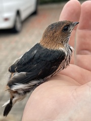 Cecropis abyssinica