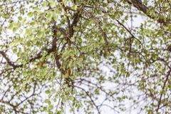 Lannea schweinfurthii