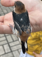 Cecropis abyssinica