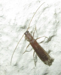 Linopteridius