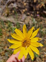 Helianthus gracilentus