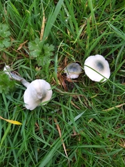 Stropharia pseudocyanea