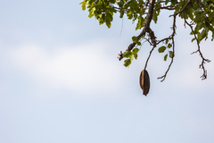 Lannea schweinfurthii