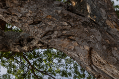 Lannea schweinfurthii