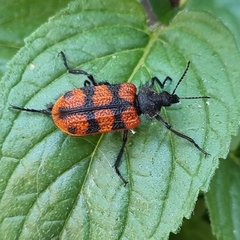 Astylus trifasciatus