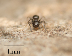 Brachymyrmex patagonicus
