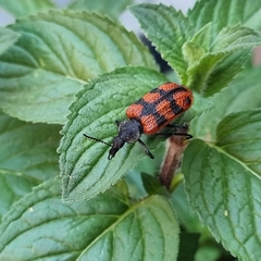 Astylus trifasciatus