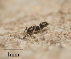 Brachymyrmex patagonicus