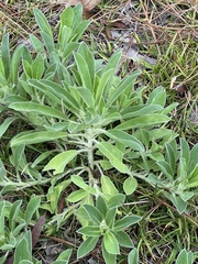 Lupinus villosus