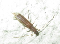 Linopteridius