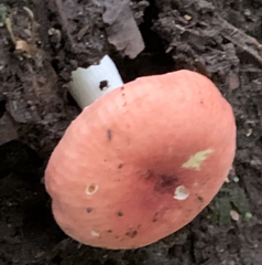 Russula decolorans
