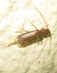 Linopteridius