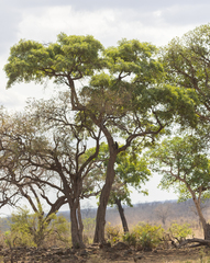 Philenoptera violacea