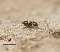 Brachymyrmex patagonicus