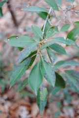 Mycosphaerella colorata