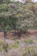 Philenoptera violacea