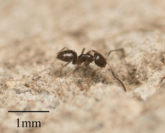 Brachymyrmex patagonicus