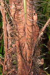 Acanthophoenix rubra image