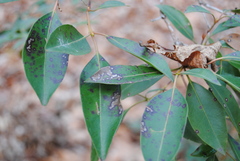 Mycosphaerella colorata