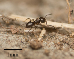 Brachymyrmex patagonicus