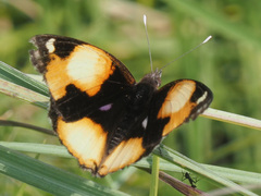 Junonia hierta cebrene