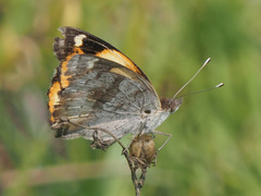 Junonia hierta cebrene