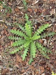 Cirsium horridulum