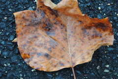 Erysiphe liriodendri