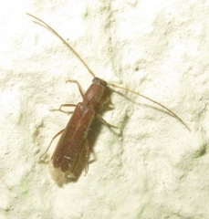 Linopteridius