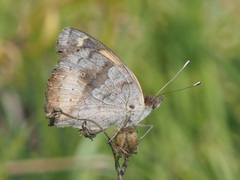 Junonia hierta cebrene