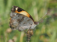 Junonia hierta cebrene