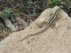 Microlophus occipitalis