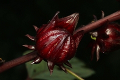 Hibiscus sabdariffa