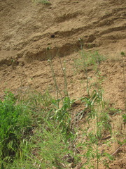 Allium atroviolaceum