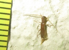 Linopteridius