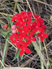 Pentas lanceolata
