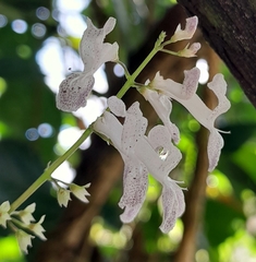 Plectranthus verticillatus