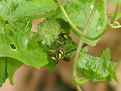 Phimenes flavopictus