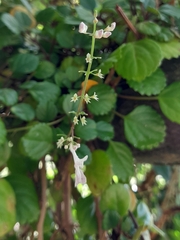 Plectranthus verticillatus