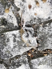Apodemus sylvaticus