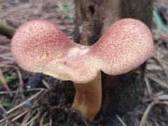 Tricholomopsis rutilans