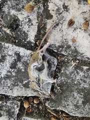 Apodemus sylvaticus