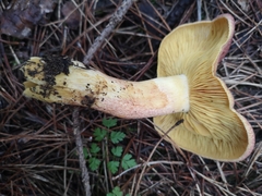Tricholomopsis rutilans
