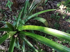 Bromelioideae
