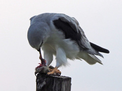Elanus caeruleus caeruleus