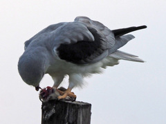 Elanus caeruleus caeruleus