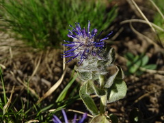 Veronica wyomingensis