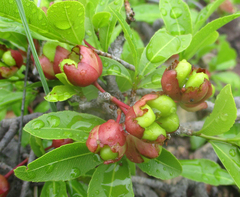 Ochnaceae